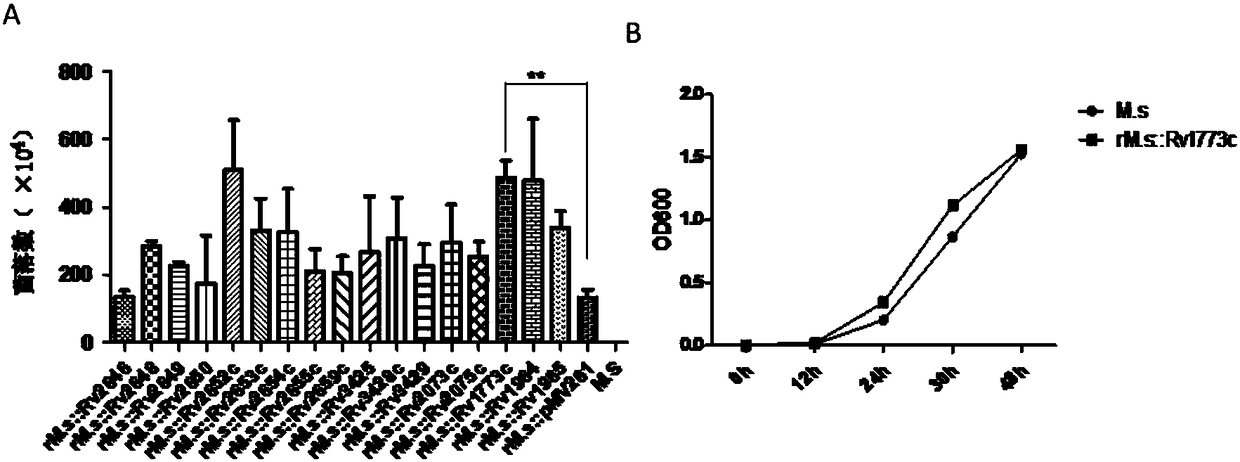 Application of Rv1773c in preparing drug for resisting infection of mycobacterium tuberculosis