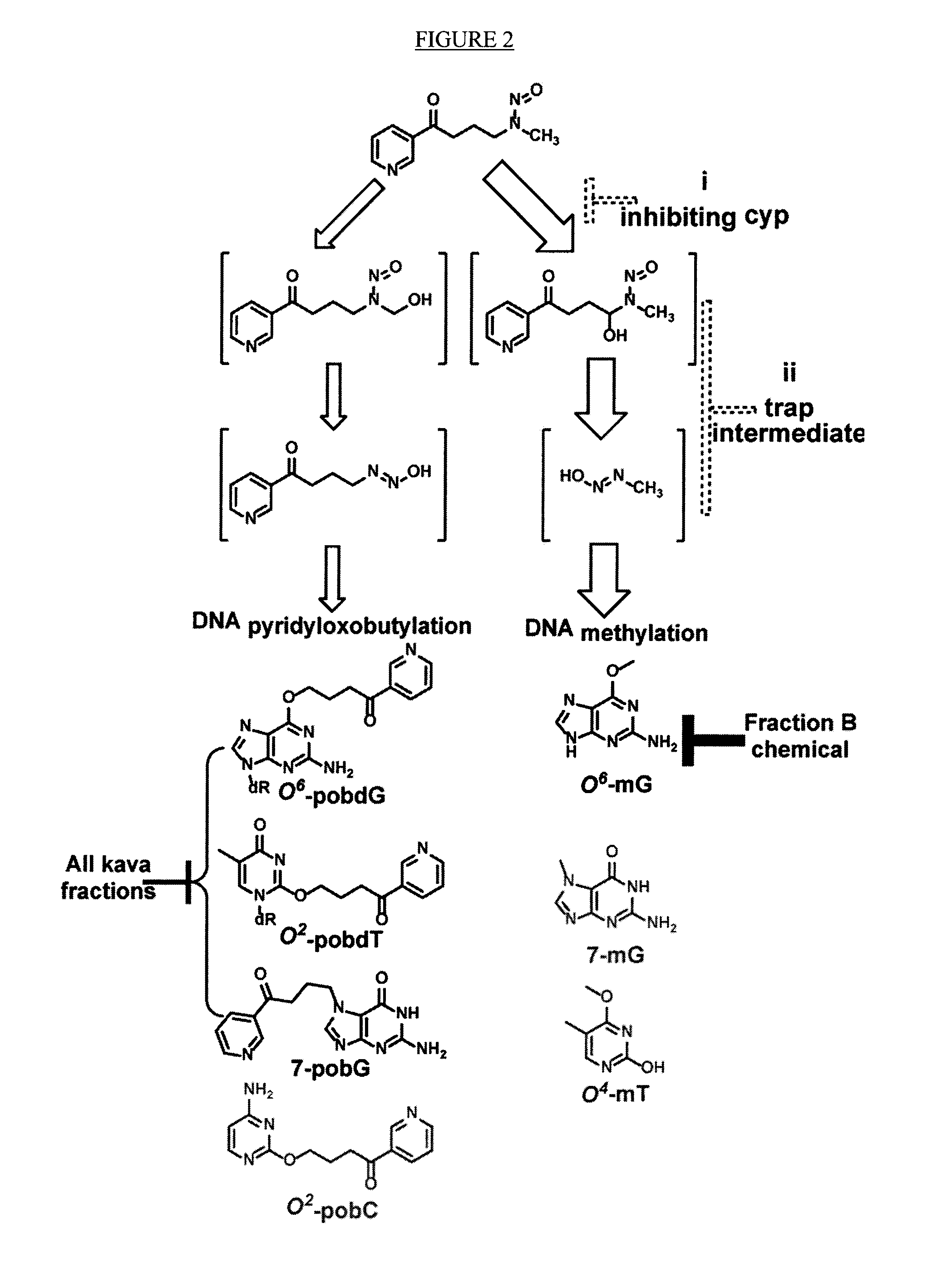 Kava derived therapeutic compounds and methods of use thereof