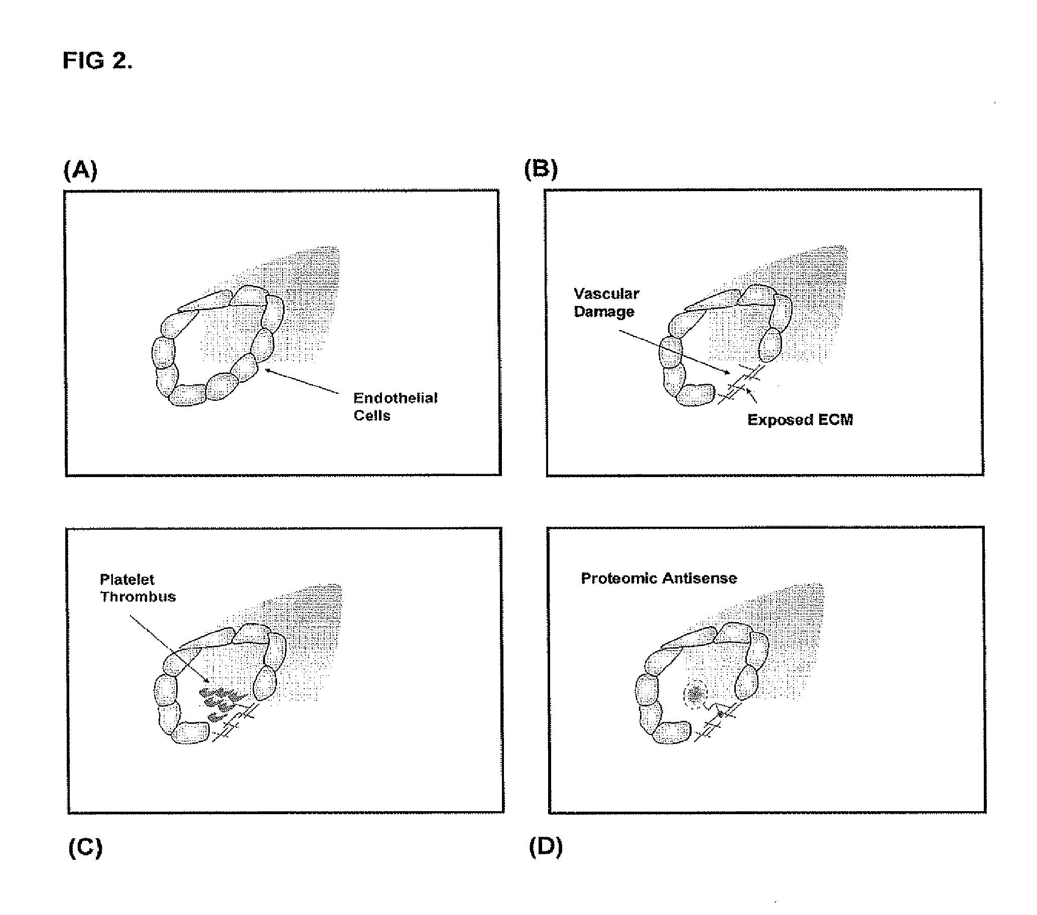 Proteomic Antisense Molecular Shield and Targeting