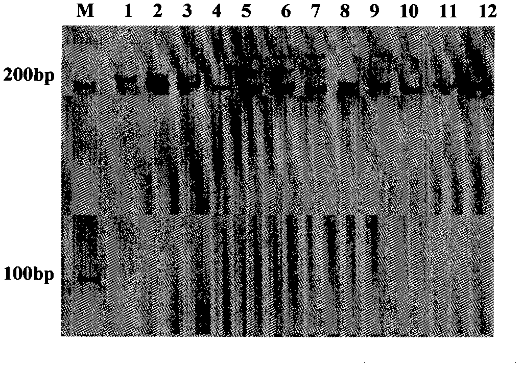 Molecular marking method for indica-japonica segment substitution of fertility loci of indica-japonica hybrid