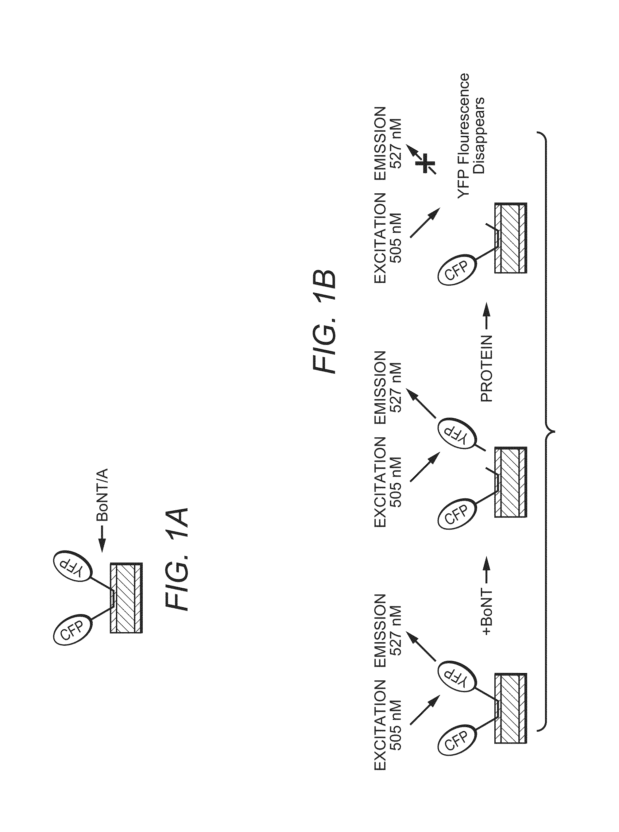 Fusion proteins, cells, and kits for characterizing botulinum toxin