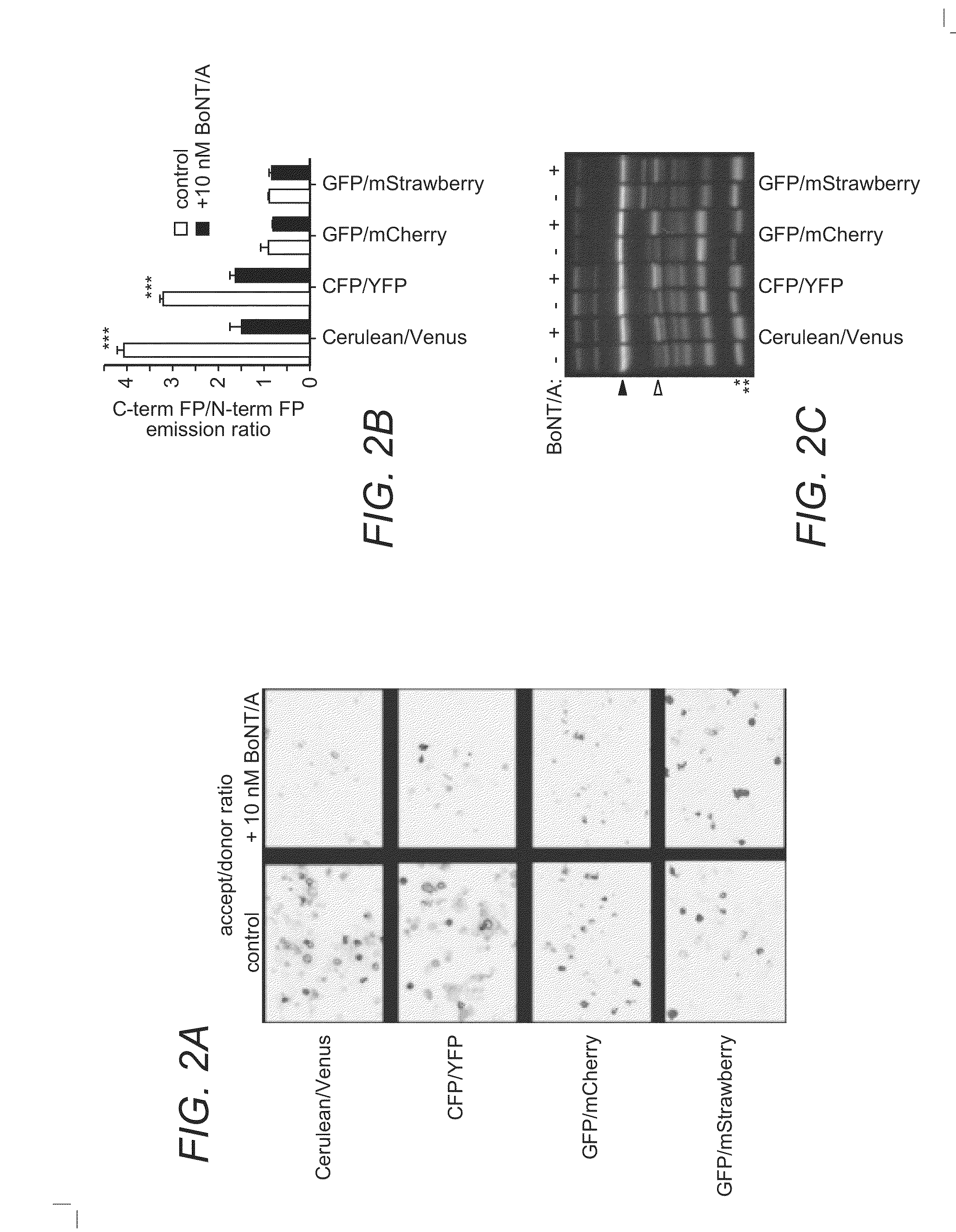 Fusion proteins, cells, and kits for characterizing botulinum toxin