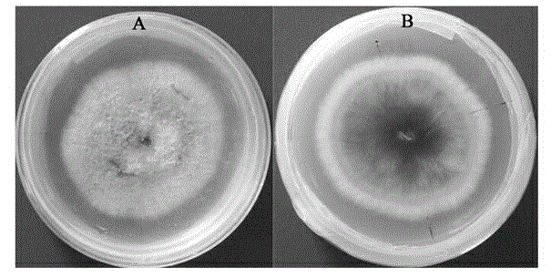 Antagonistic bacterium for controlling radix rehmannia root rot and application of antagonistic bacterium