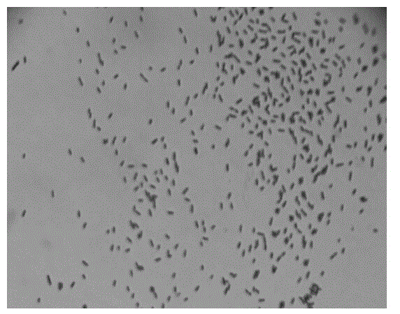 Antagonistic bacterium for controlling radix rehmannia root rot and application of antagonistic bacterium