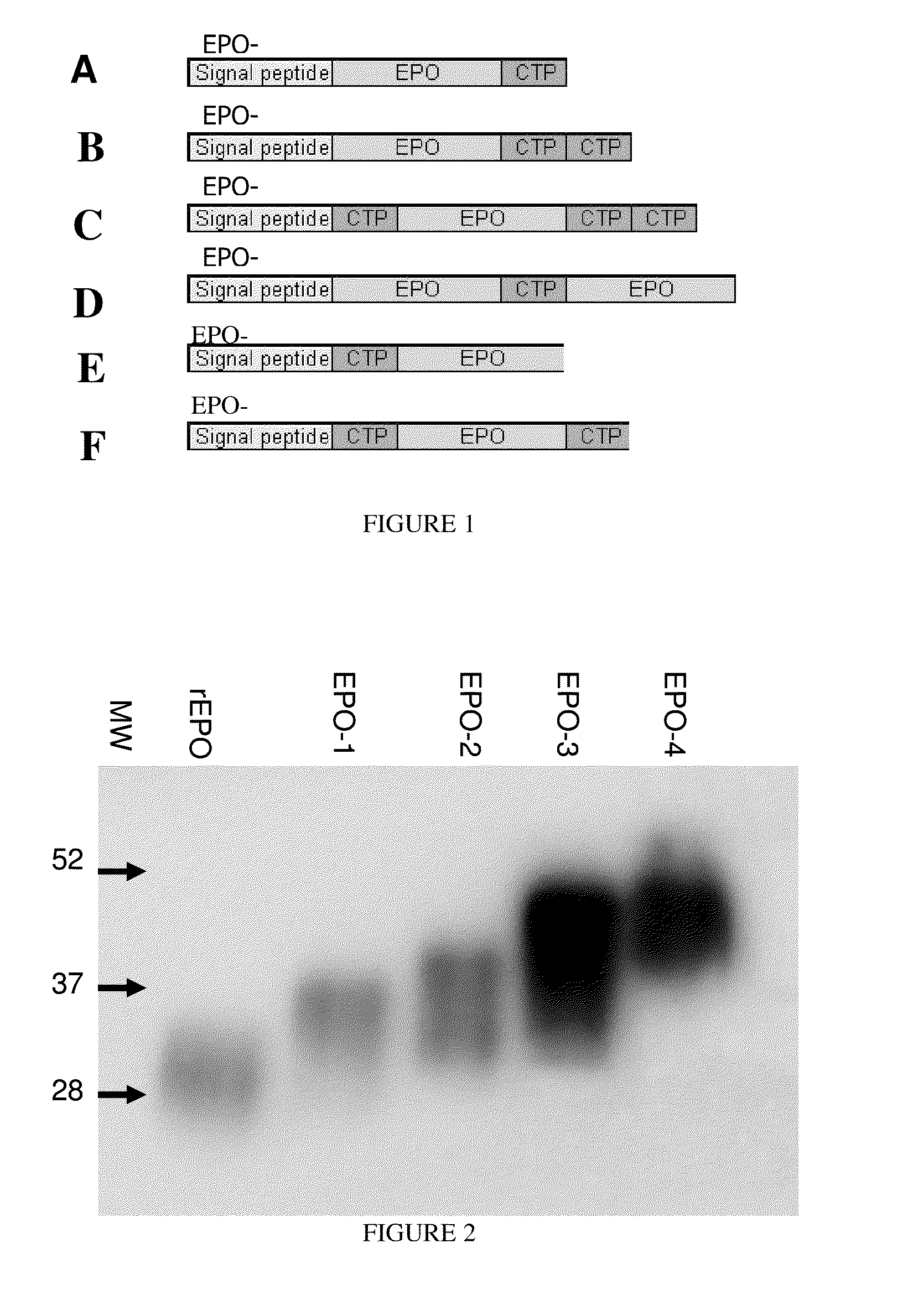 Long-acting polypeptides and methods of producing same