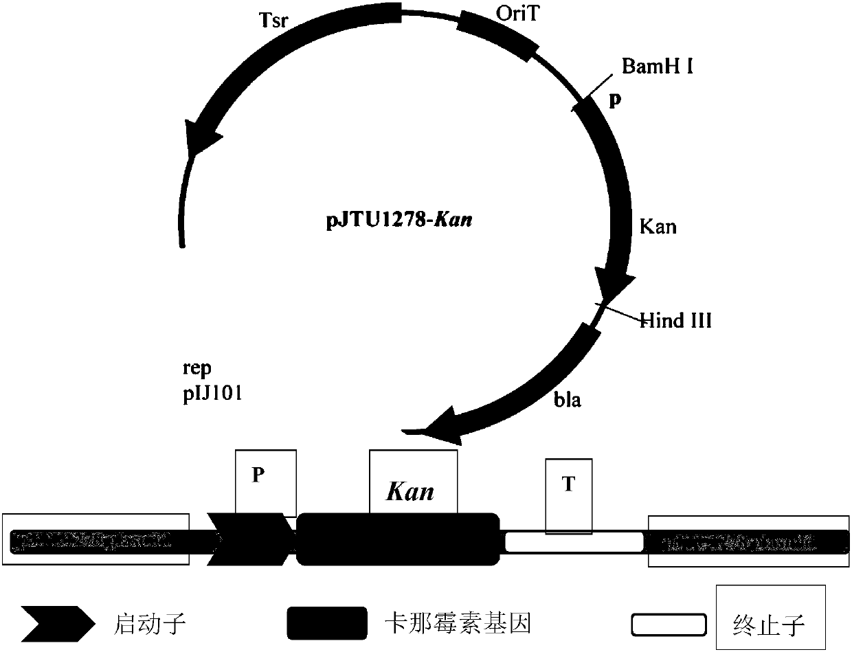 Recombined streptomyces nodosus capable of producing amphotericin B and application thereof