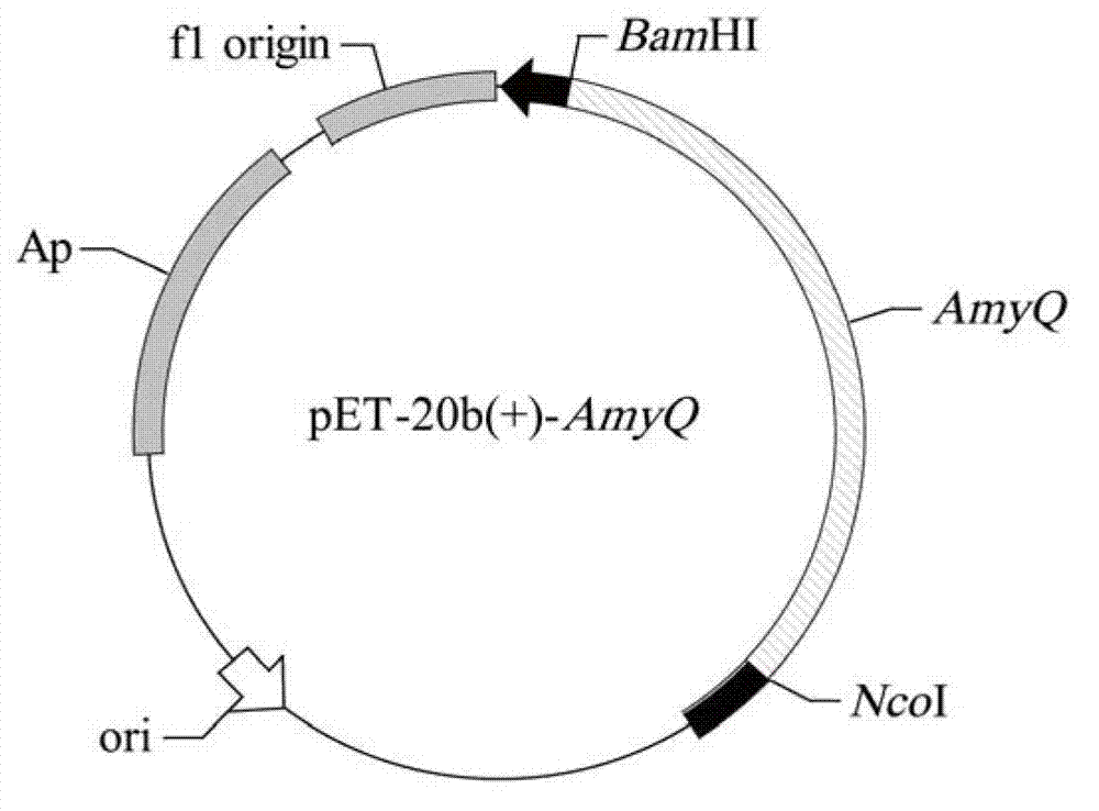 Acid-resistant amylase mutant, and preparation method and application thereof