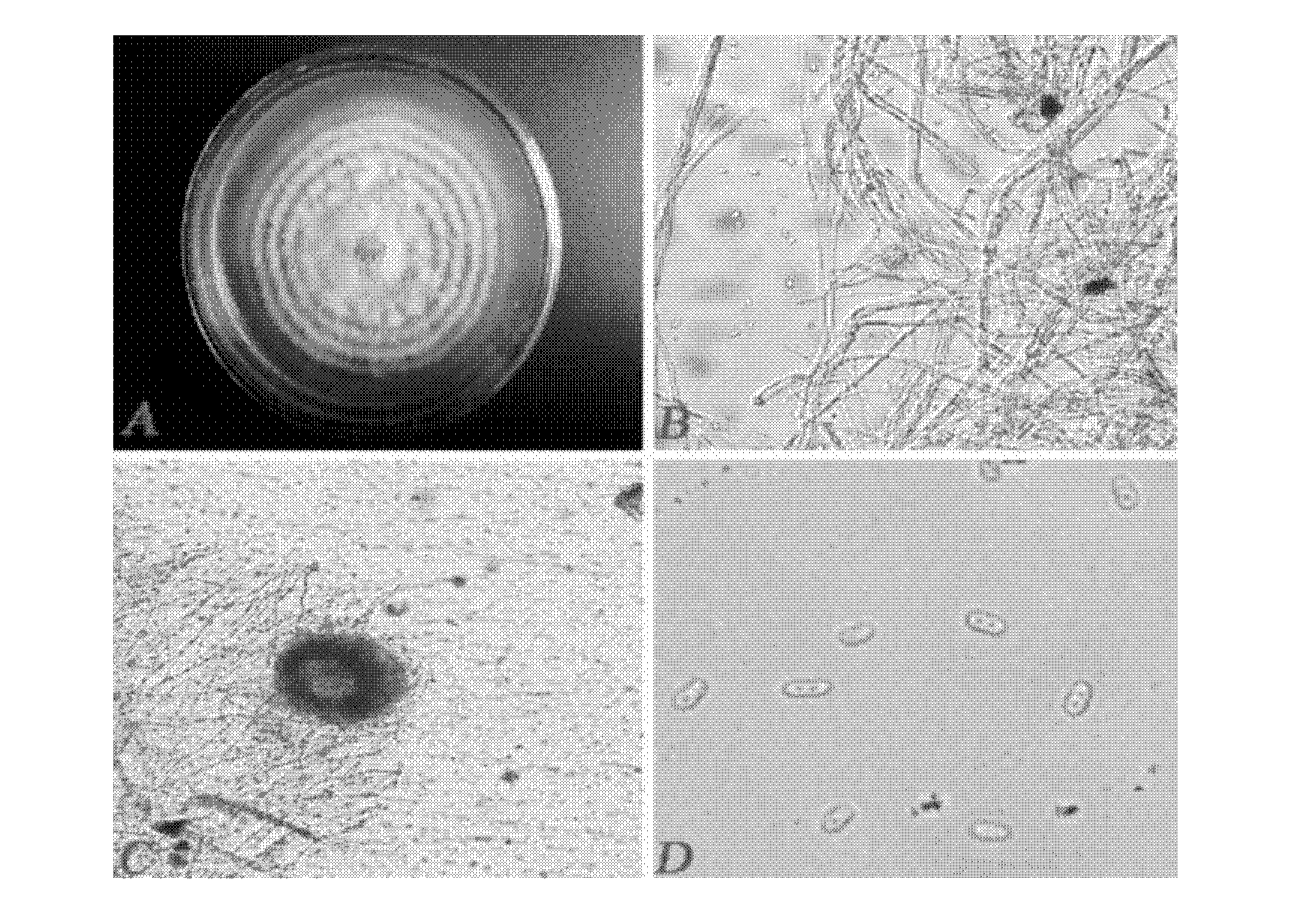 Small spore phoma microspora for controlling conyza sumatrensis