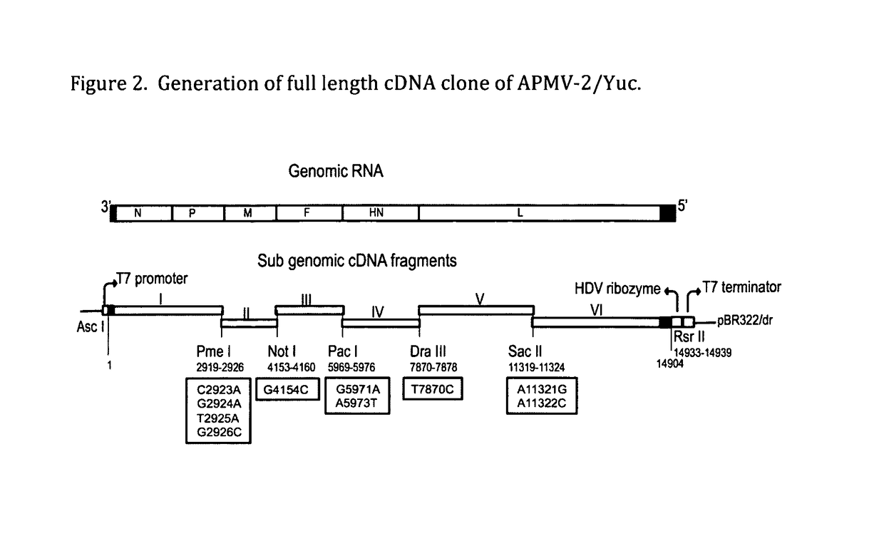 Genomic sequence of avian paramyxovirus type 2 and uses thereof