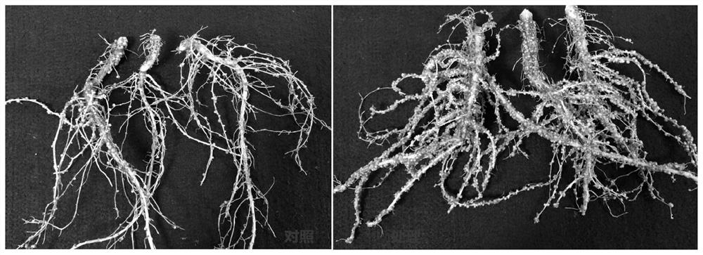 Microbial agent for promoting root nodule number increase and root nodule nitrogenase activity increase of leguminous crops and application of microbial agent