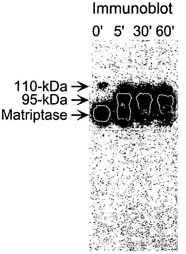 Matriptase, a serine protease and its applications