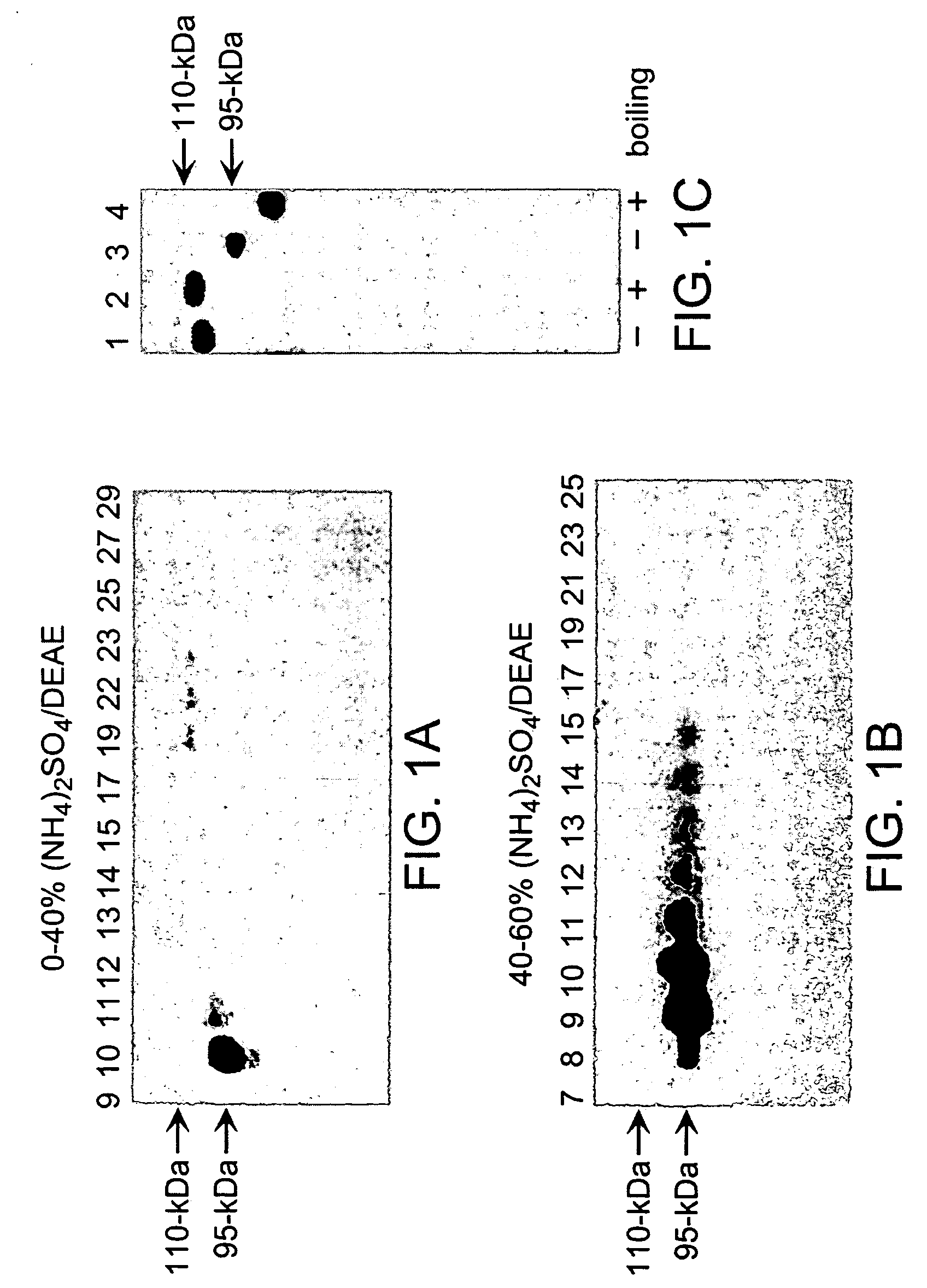 Matriptase, a serine protease and its applications