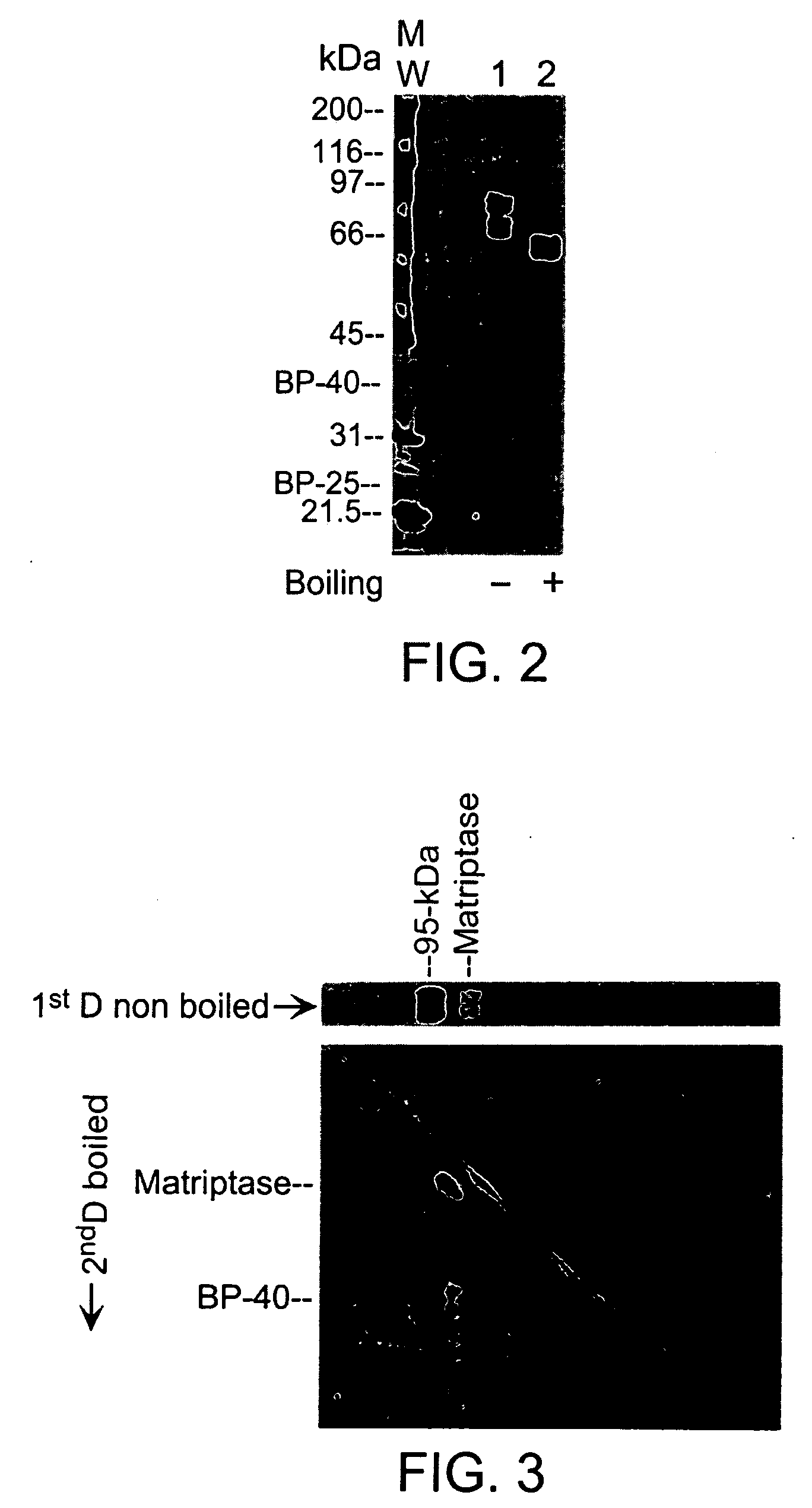 Matriptase, a serine protease and its applications