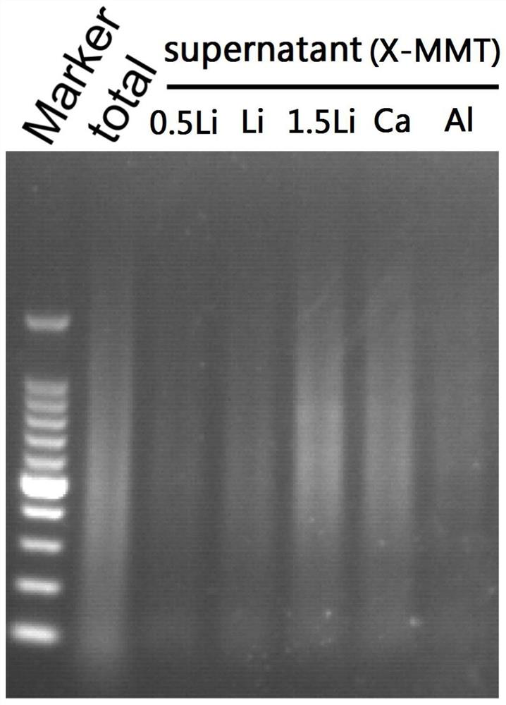 Method for separation and purification of malignant tumor cell dna by cationic montmorillonite