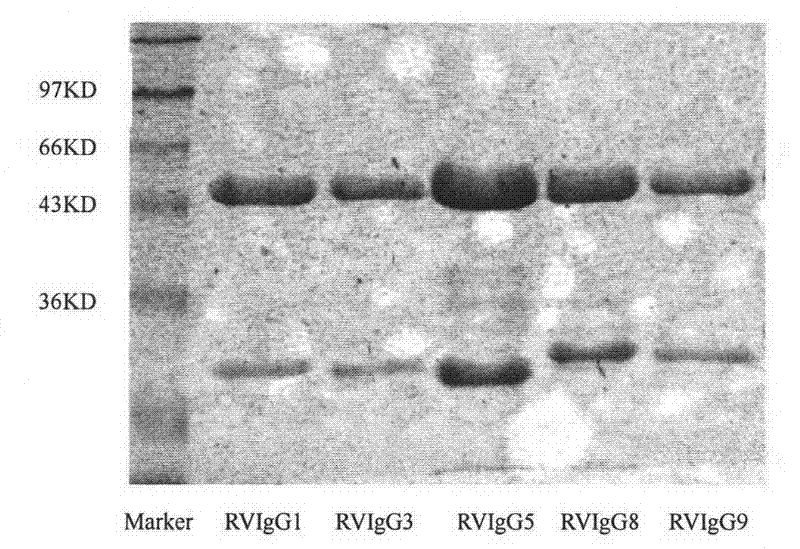 Humanized neutralizing antibody (RVFab8) against rabies virus glycoprotein