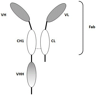 Bivalent antibody having single-domain antigen-binding fragment fused to conventional Fab fragment