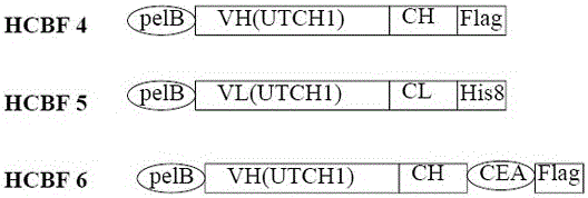 Bivalent antibody having single-domain antigen-binding fragment fused to conventional Fab fragment