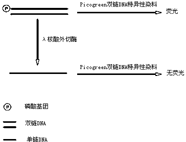 Active determination method for Lambda exonuclease