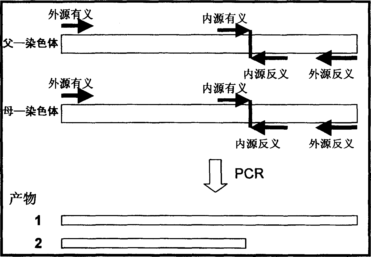 Fast method for detecting gene point mutation of receptor of epidermal growth factor lung cancer in non-cellule type