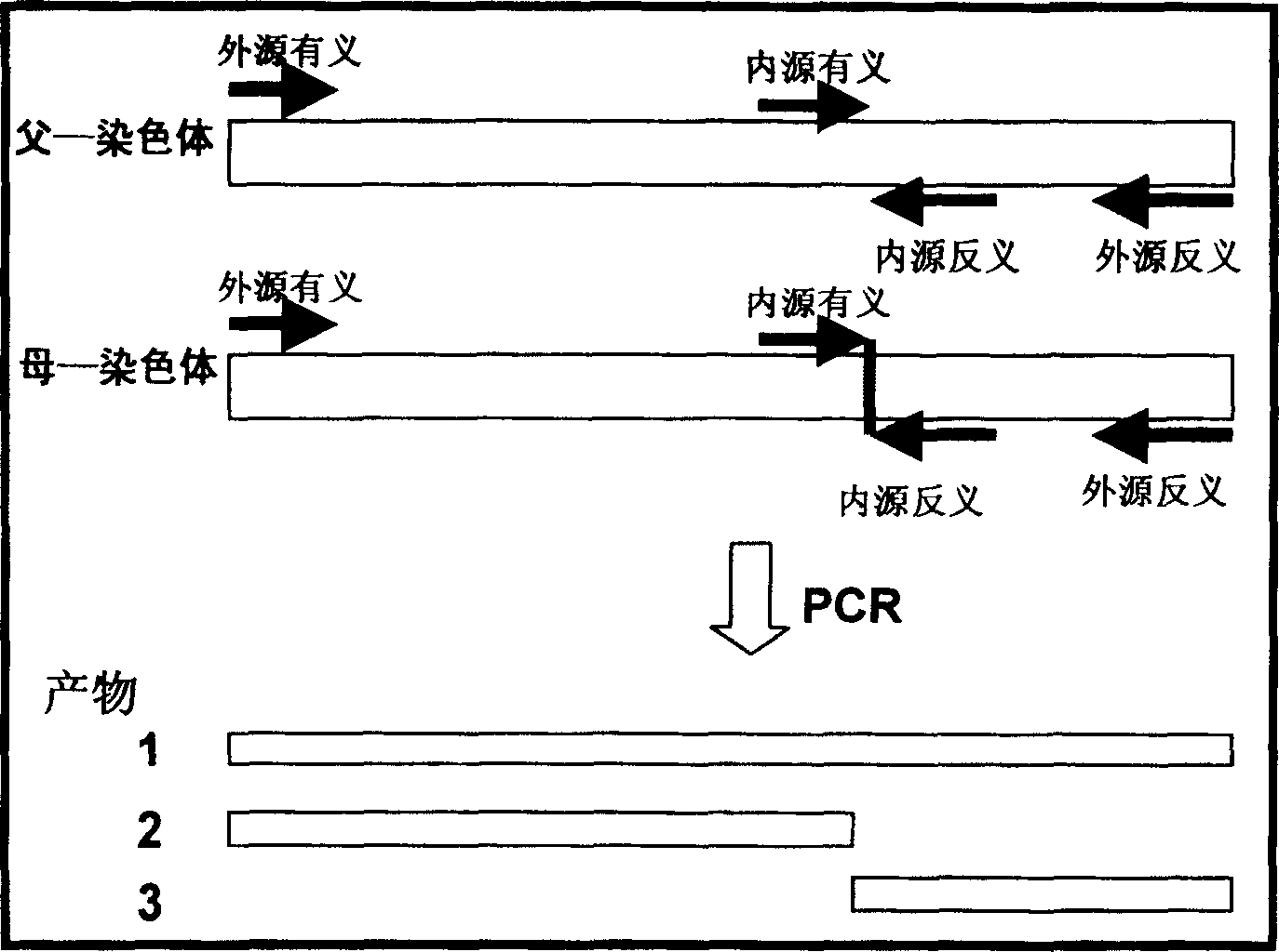 Fast method for detecting gene point mutation of receptor of epidermal growth factor lung cancer in non-cellule type