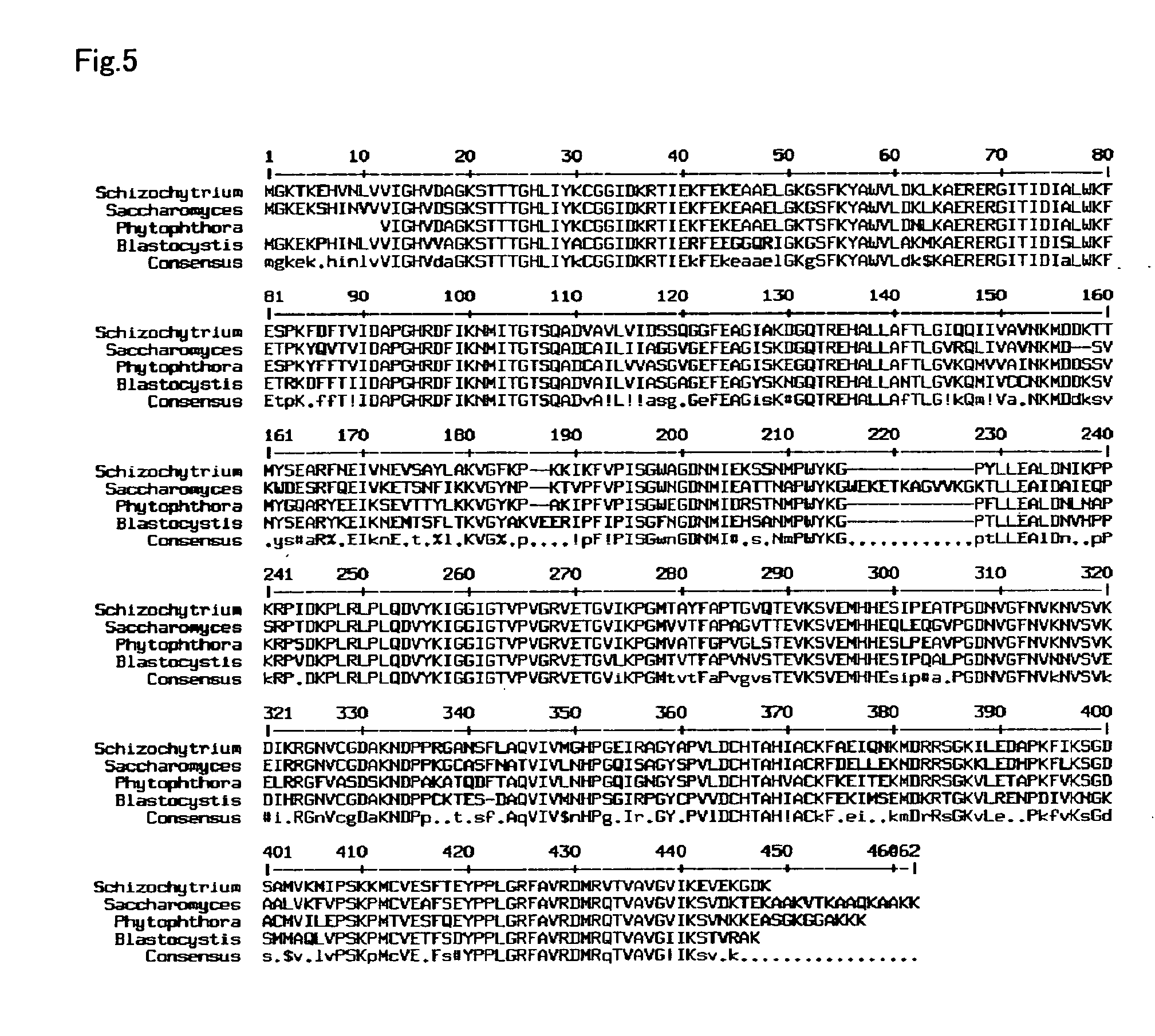 Vector capable for transformation of labyrinthulomycota