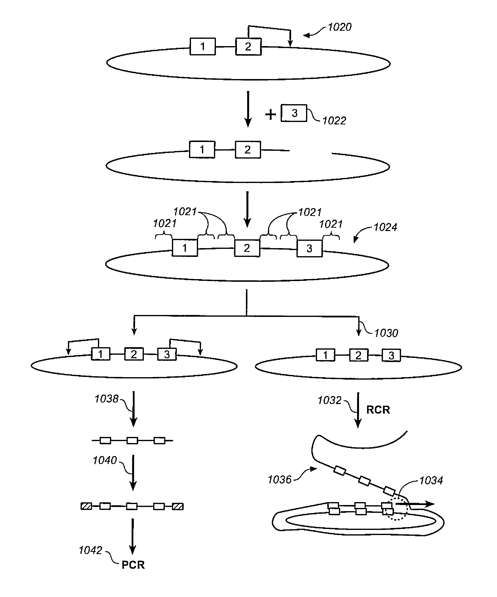 High throughput genome sequencing on DNA arrays