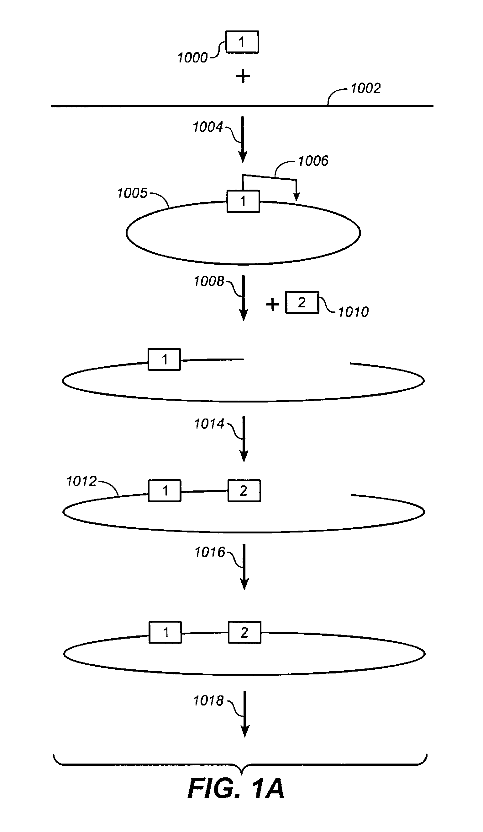 High throughput genome sequencing on DNA arrays