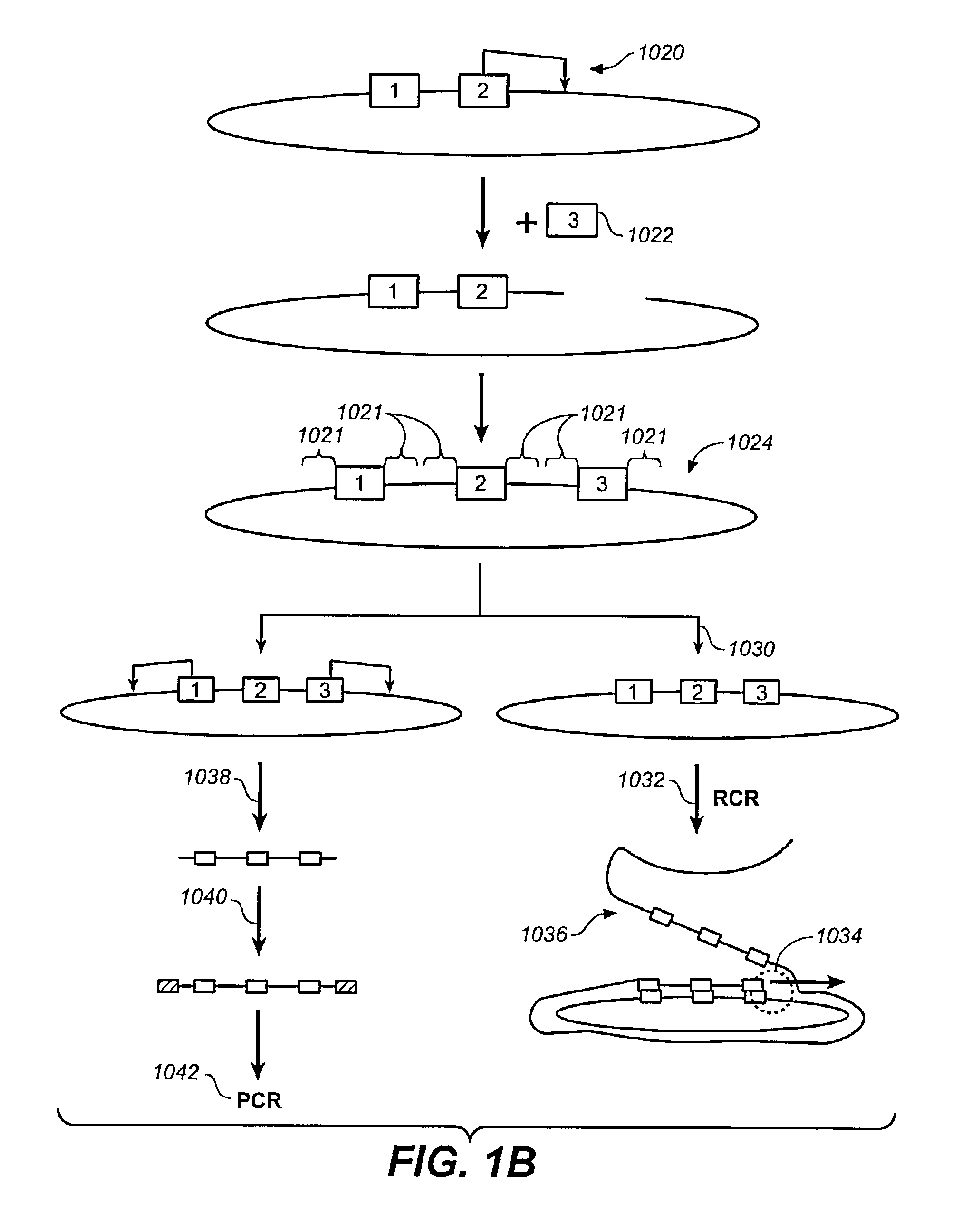 High throughput genome sequencing on DNA arrays