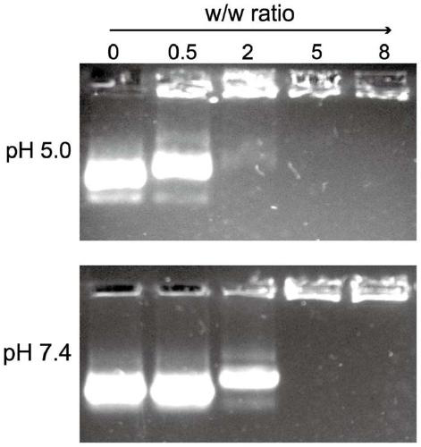 A bionic nano-erythrocyte gene carrier and its preparation method and application