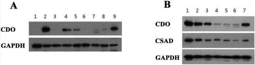 Novel application of cysteine dioxygenase, gene and catalysate cysteine sulfinic acid of cysteine dioxygenase