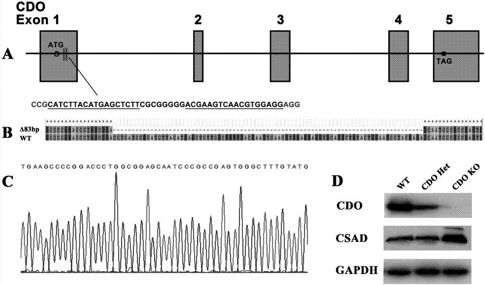 Novel application of cysteine dioxygenase, gene and catalysate cysteine sulfinic acid of cysteine dioxygenase