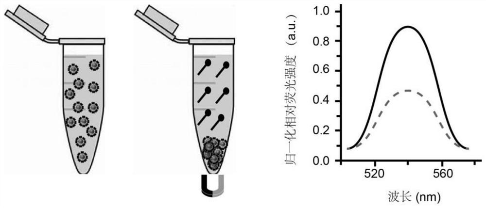 Composite locked nucleic acid magnetic bead probe for detecting miRNA marker, construction method and diagnostic reagent containing probe