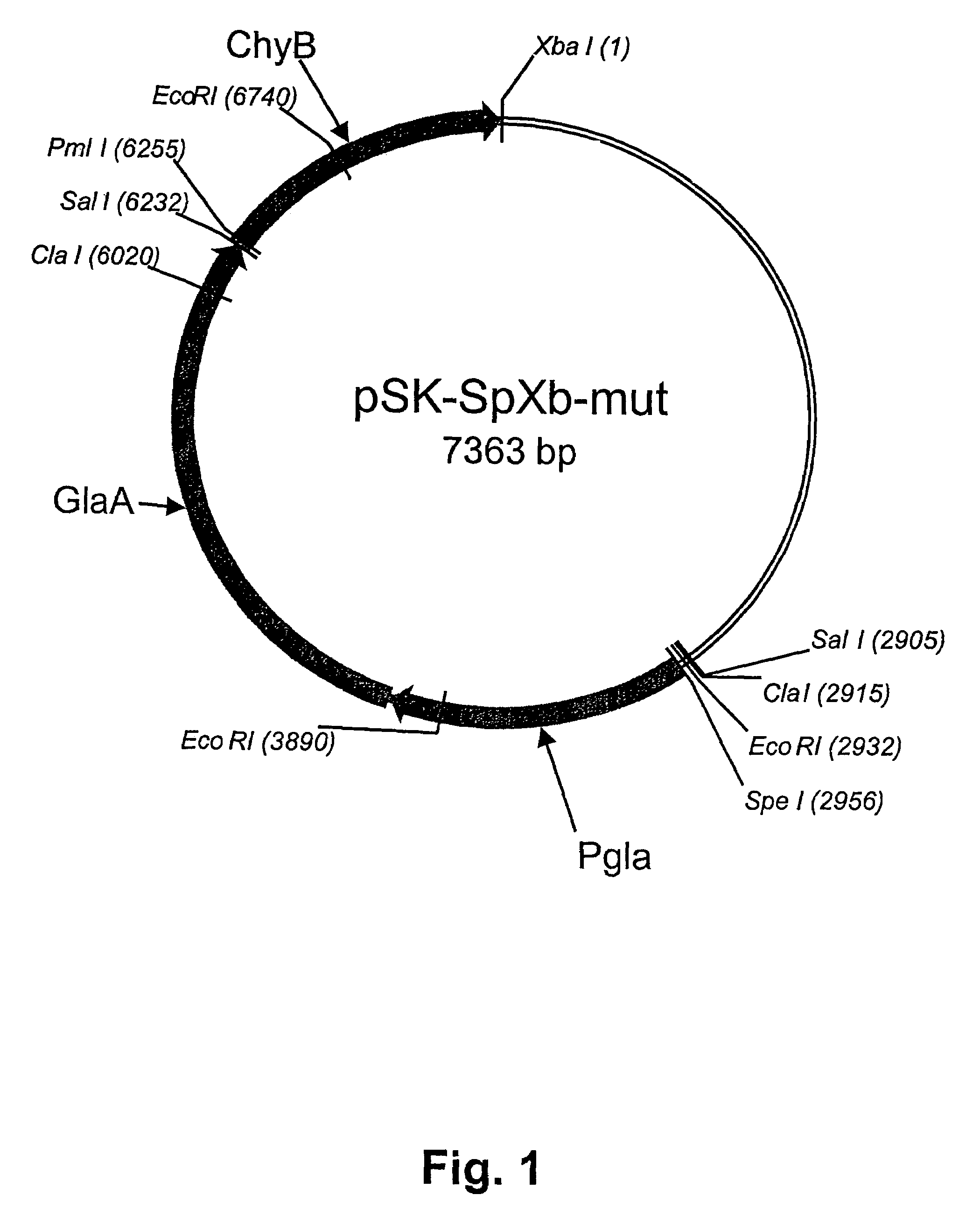 Method of producing non-bovine chymosin and use hereof