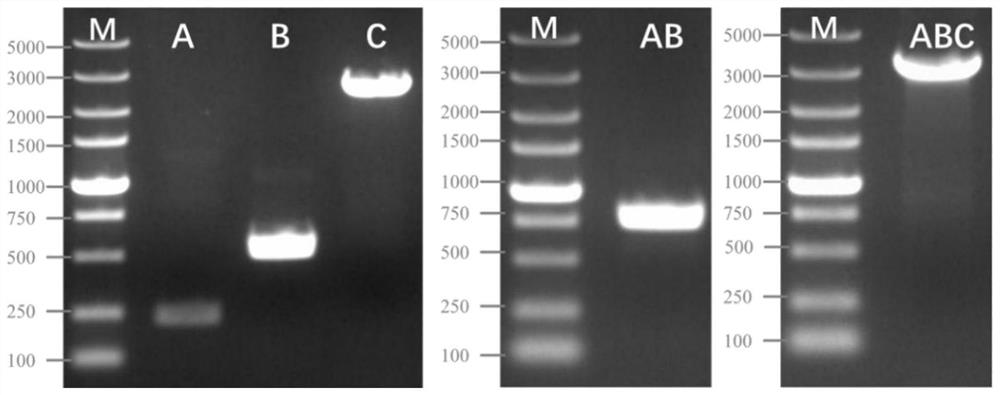 A kind of preparation method of duck Tembusu reporter virus and its product and application