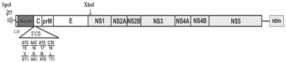 A kind of preparation method of duck Tembusu reporter virus and its product and application