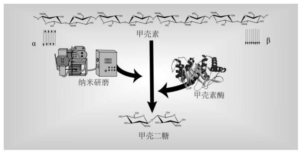 Method for preparing chitooligosaccharide