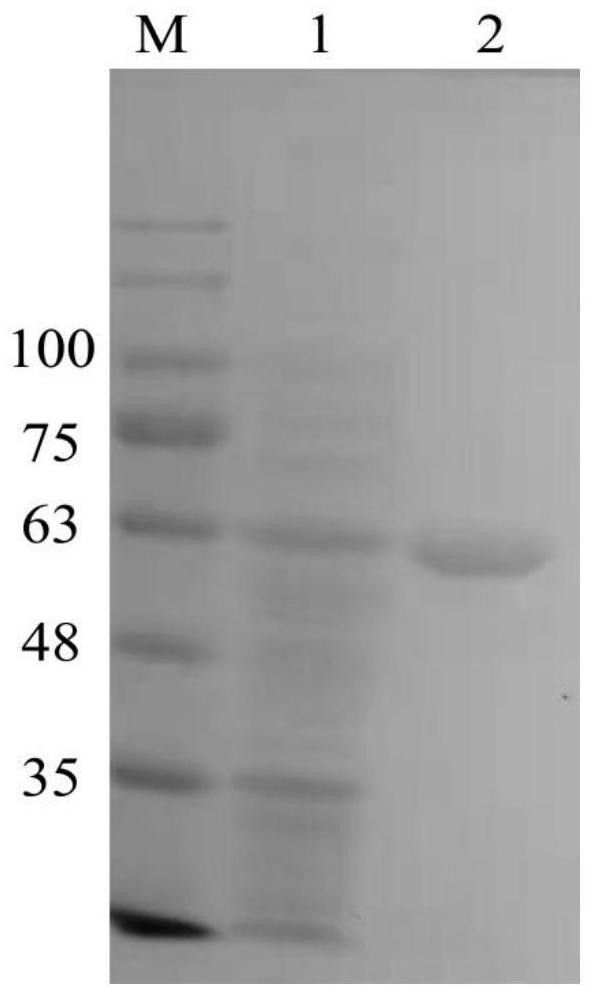 Method for preparing chitooligosaccharide