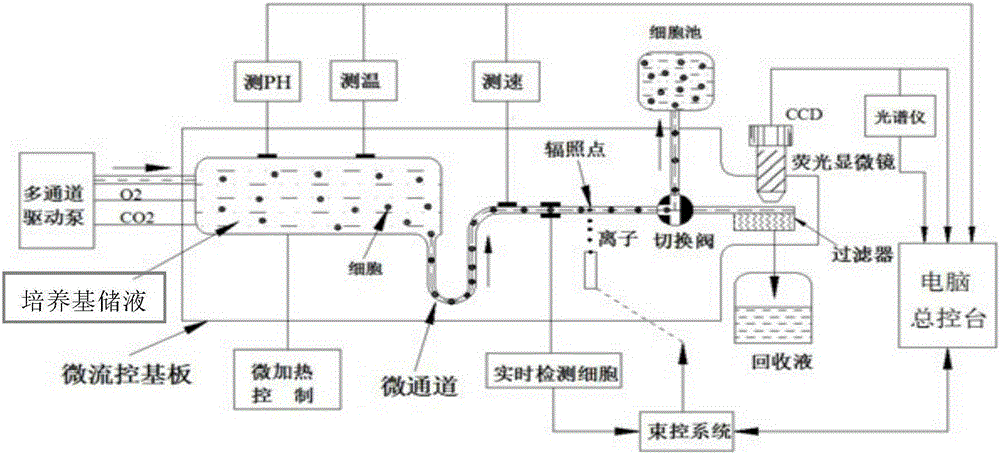 Micro-fluidic chip system for improving radiation flux of single ion beam