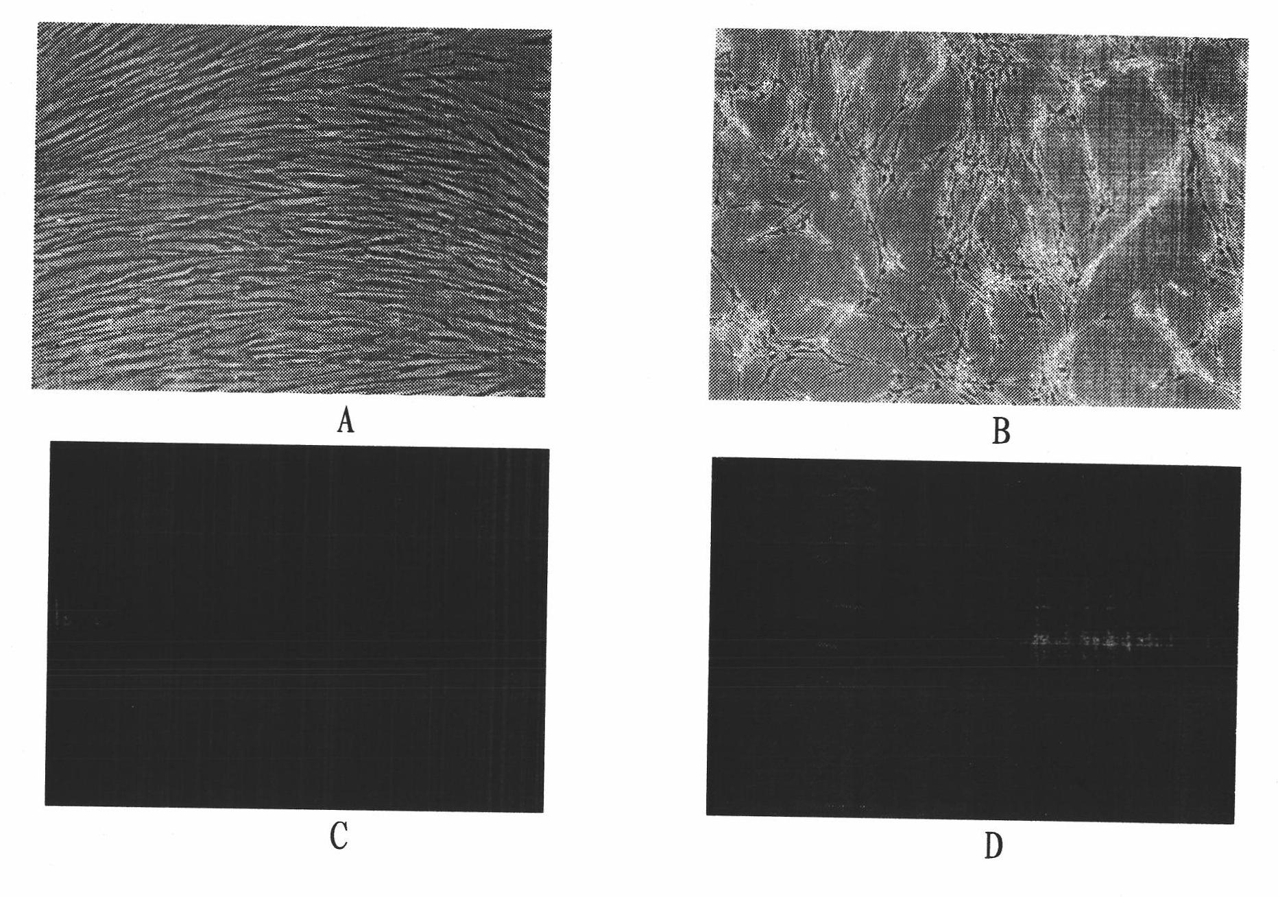 Adaptive culture method of rotavirus P(2) G3 strain and P(8) G1 strain on KMB17 cells and immunogenicity