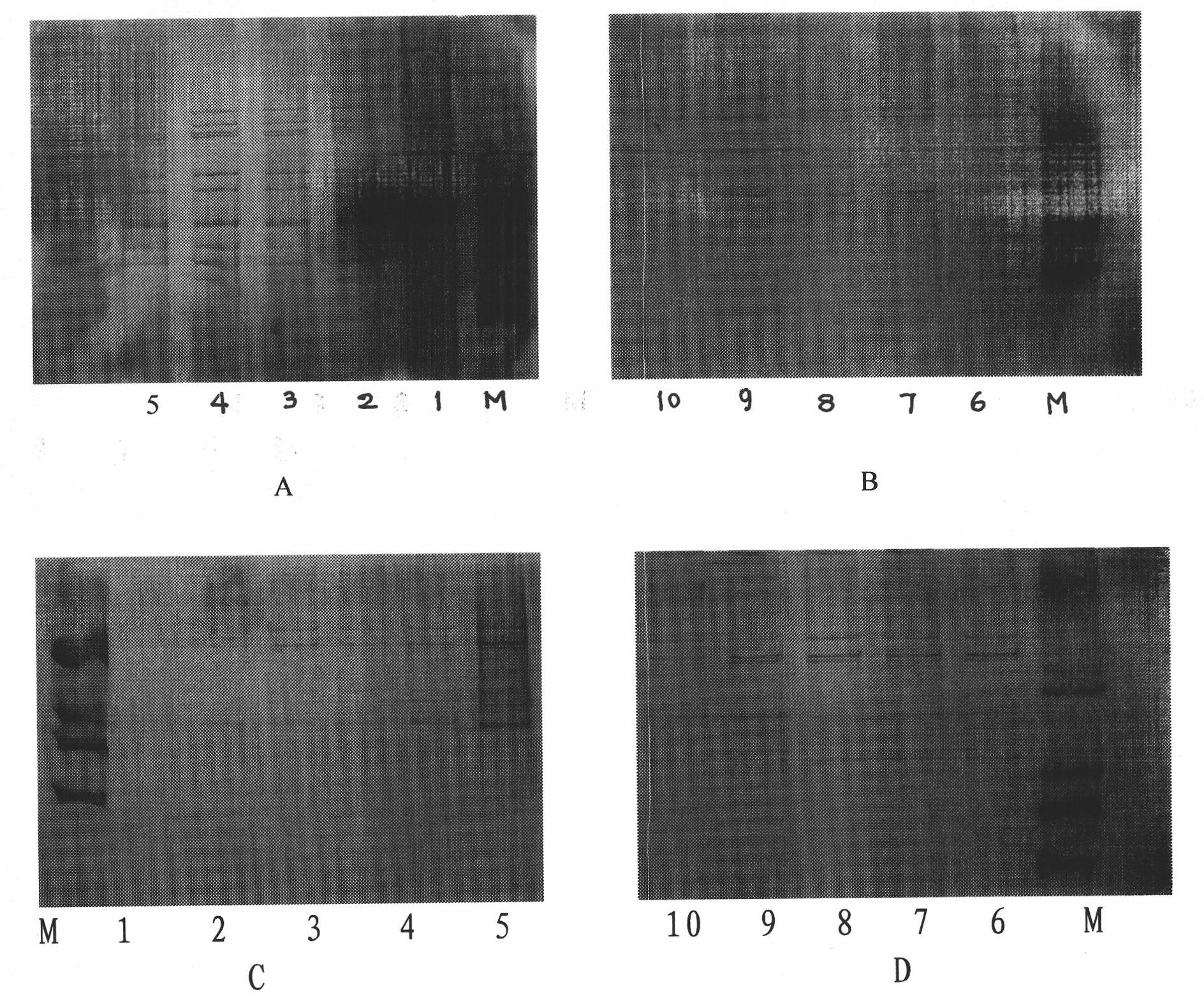 Adaptive culture method of rotavirus P(2) G3 strain and P(8) G1 strain on KMB17 cells and immunogenicity