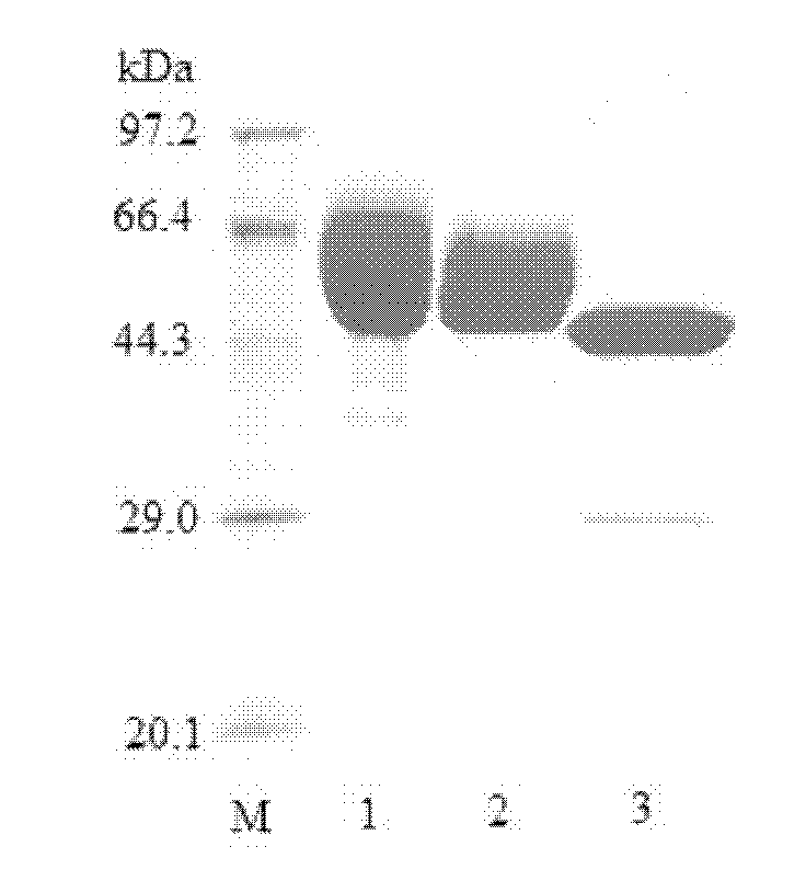 Beta-mannanase and preparation method thereof