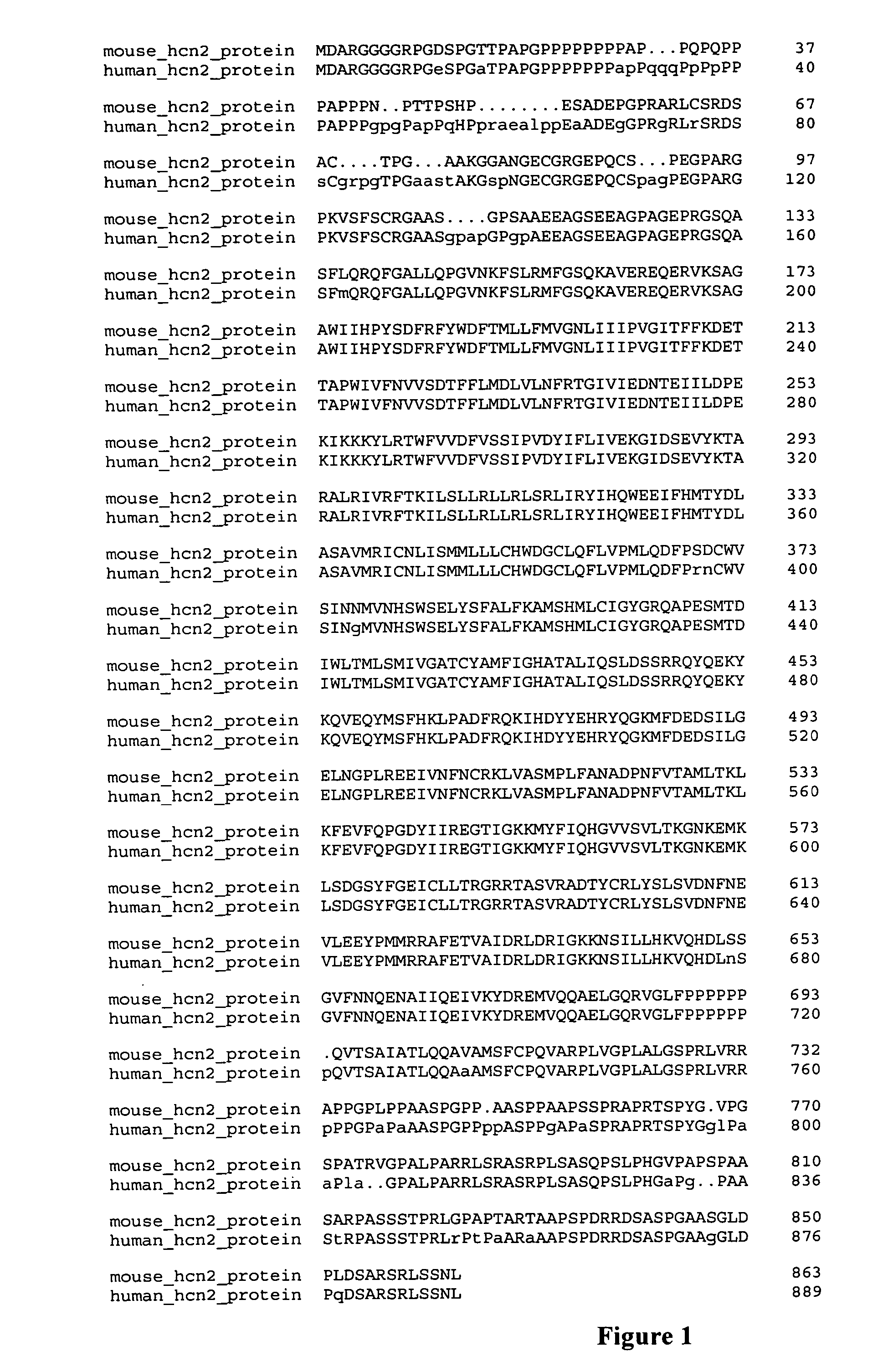 Biological bypass bridge with sodium channels, calcium channels and/or potassium channels to compensate for conduction block in the heart