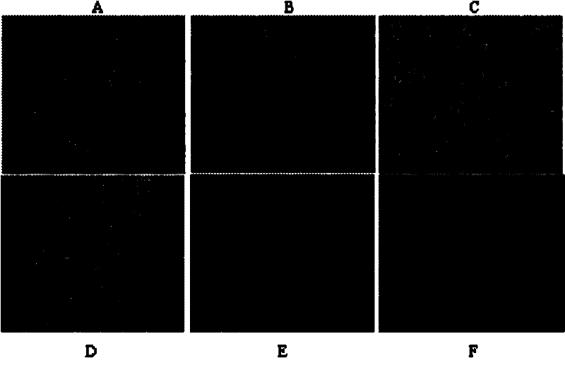 Complete medium and human amnion-derived mesenchymal stem cell culture method