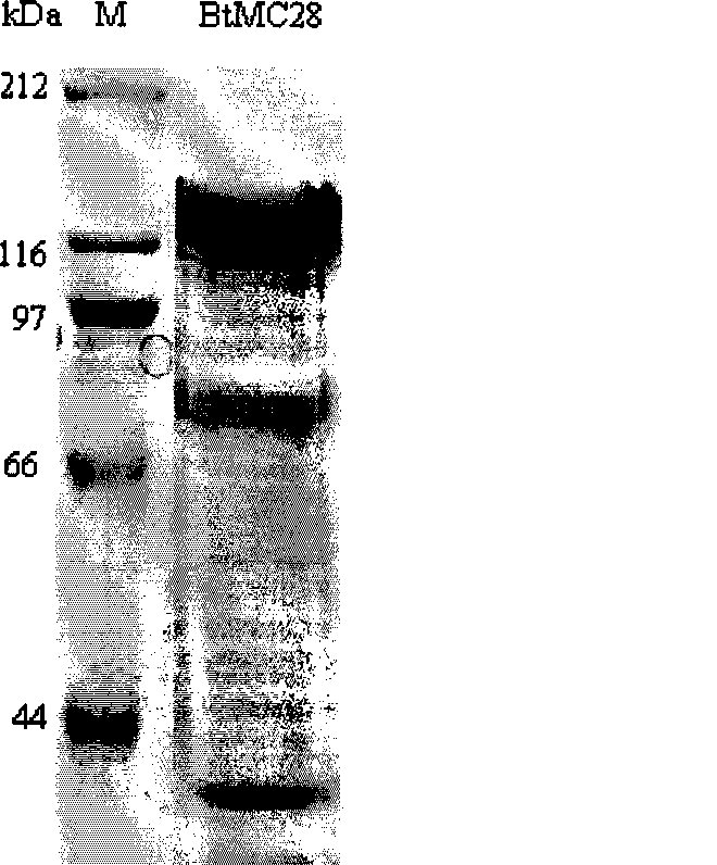 Novel strain of Bacillus thuringiensis bacterial strain and use thereof