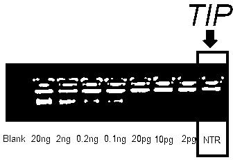 Trace and complex DNA amplification method