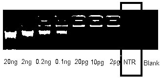 Trace and complex DNA amplification method