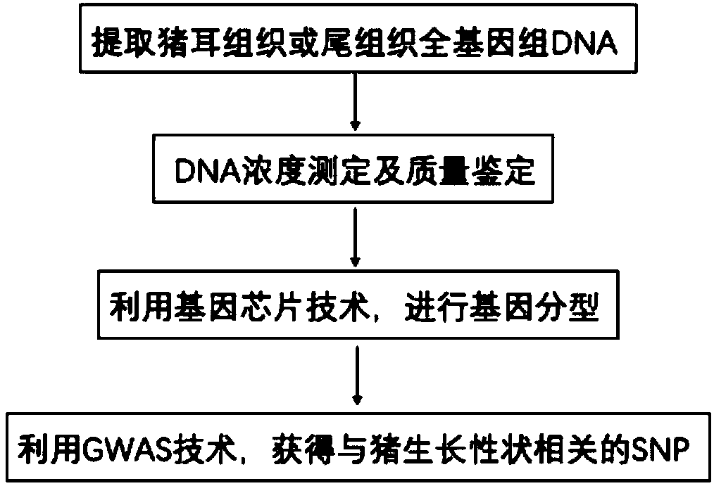 SNP molecular marker associated with pig growth traits