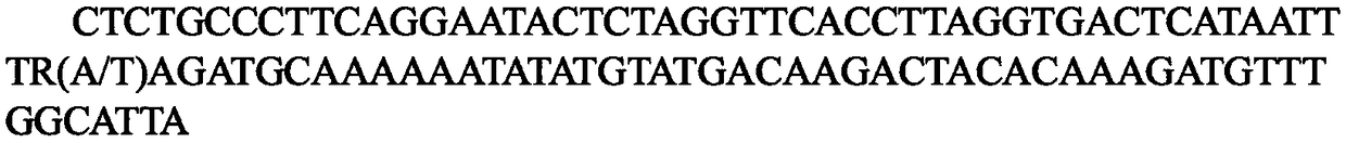 SNP molecular marker associated with pig growth traits