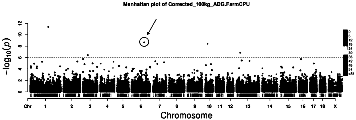 SNP molecular marker associated with pig growth traits