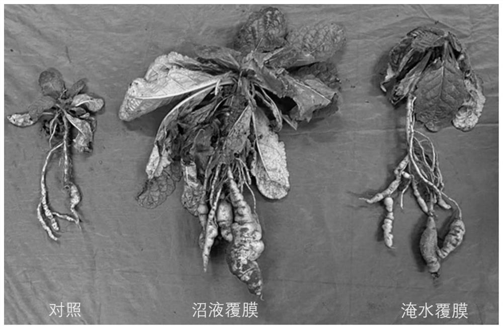 Method for reducing successive cropping obstacles of rehmannia glutinosa libosch and application